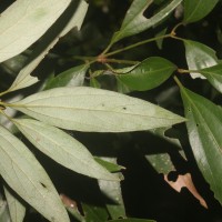 Neolitsea cassia (L.) Kosterm.